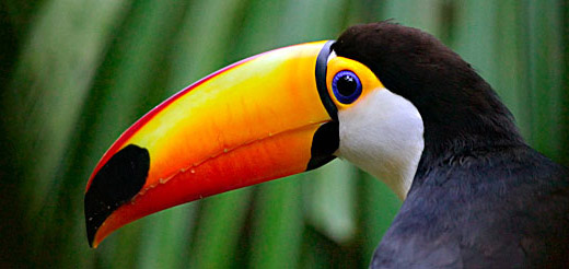 Toucan