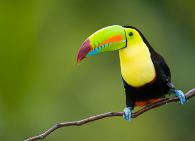 Toucan